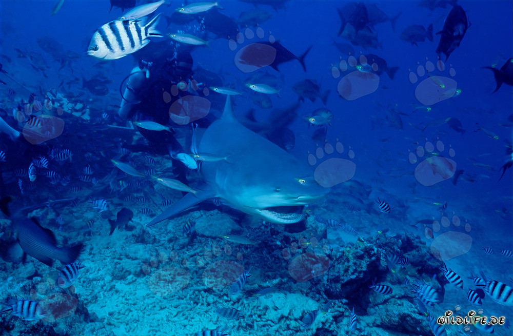 Impresionante tiburón toro con la boca abierta en el Shark Reef/Beqa Lagoon, Fiyi