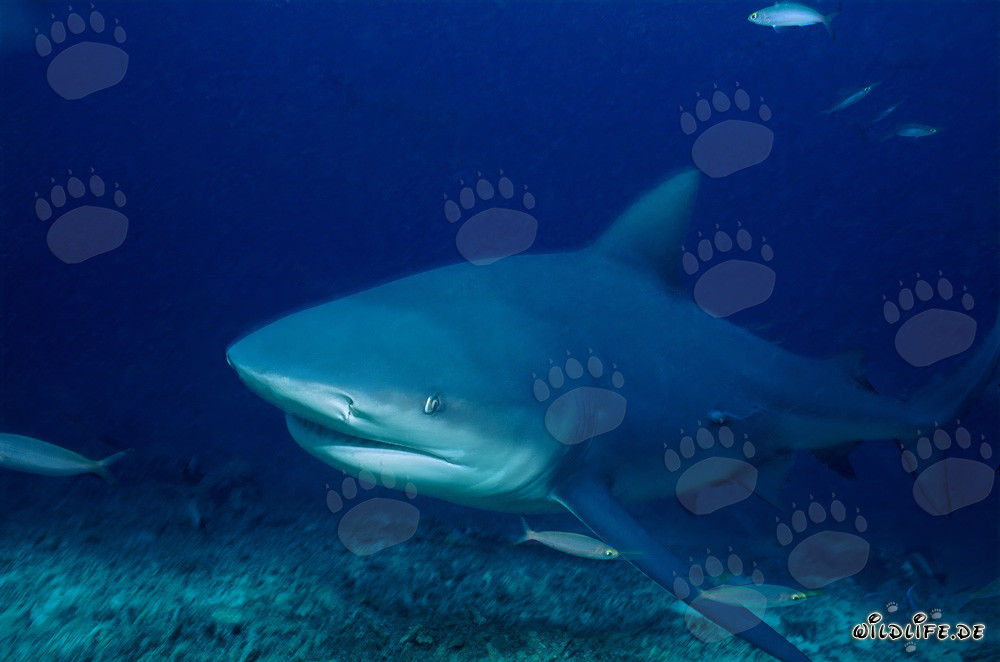 Fascinating bull shark emerging from the blue depth