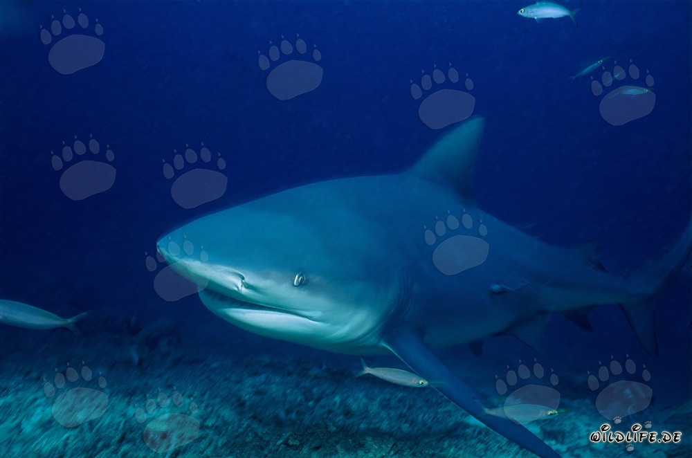 Requin taureau fascinant des profondeurs bleues
