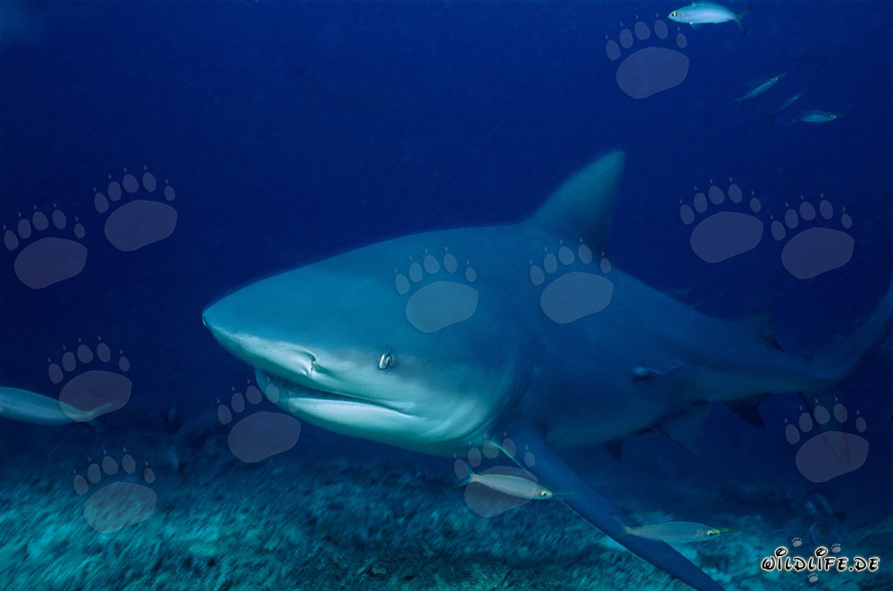Affascinante squalo toro dalle profondità blu