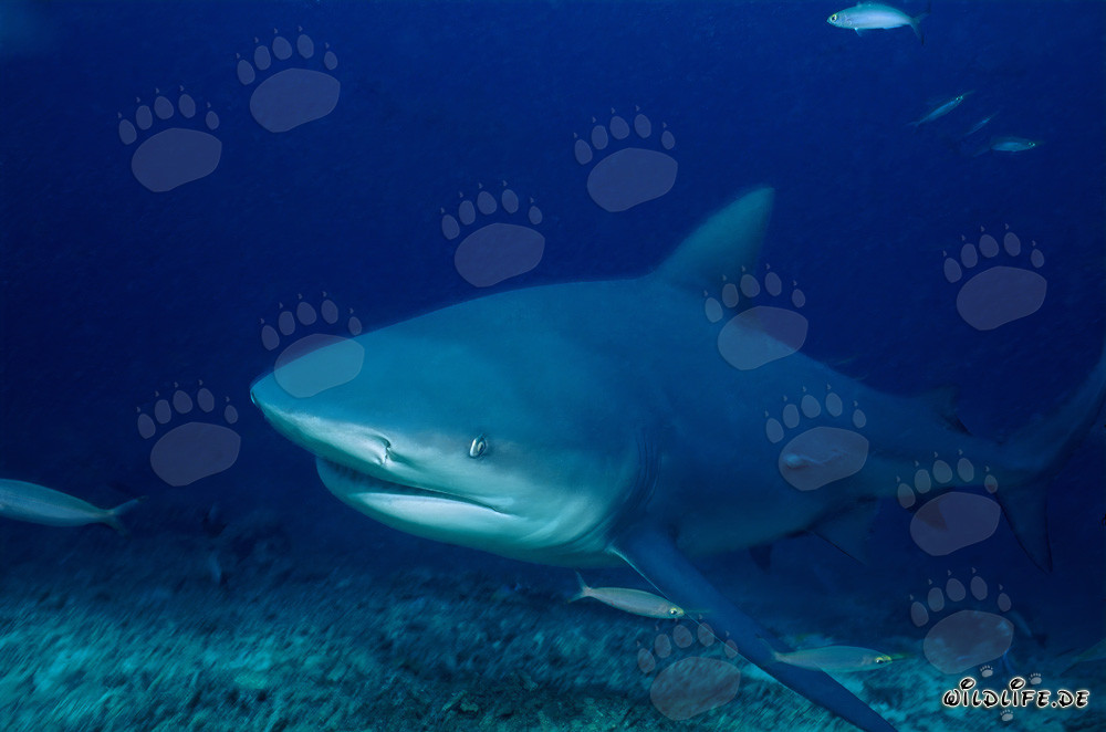 Fascinante tiburón toro de las profundidades azules