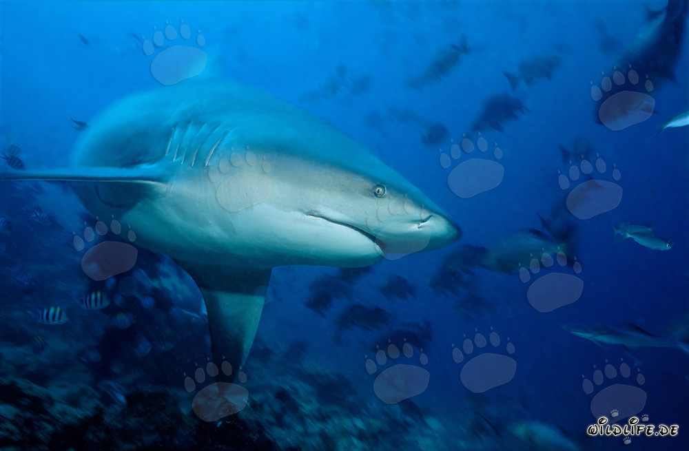 Impressive bull shark diving down