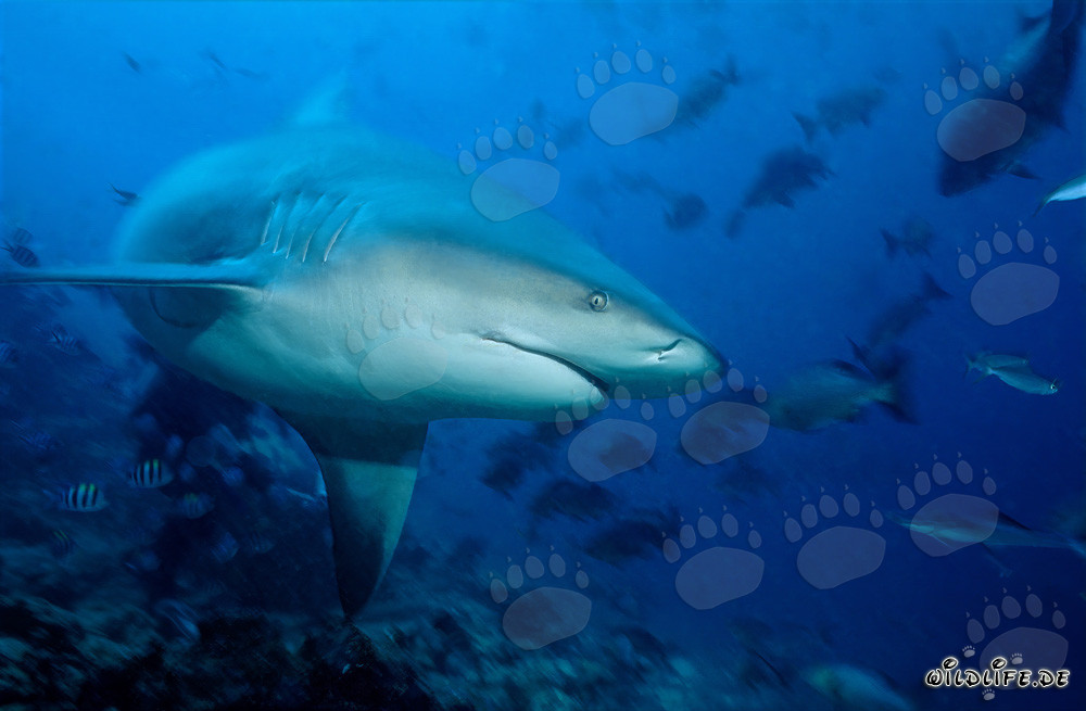 Impresionante tiburón toro se sumerge