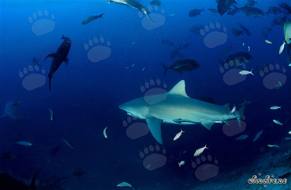 Impressive bull shark majestically swimming through the open sea