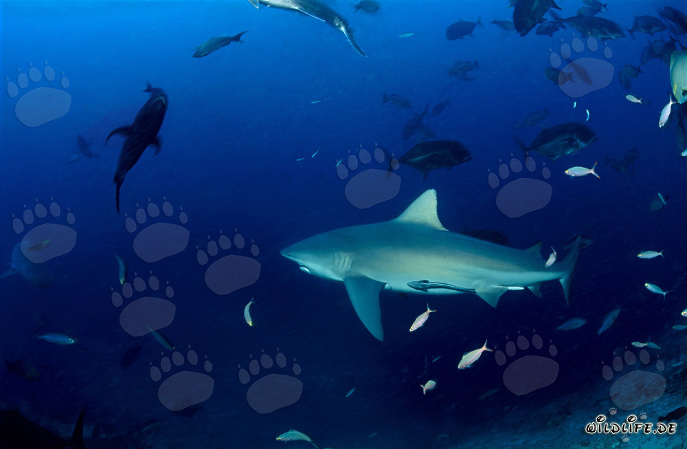 Requin taureau imposant nage majestueusement dans l'océan ouvert