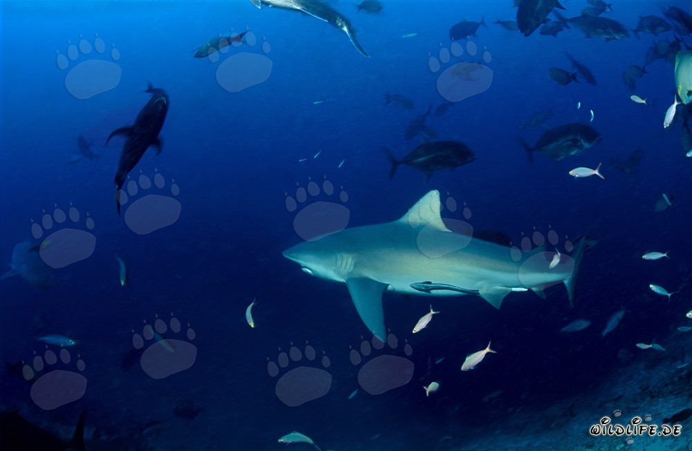 Imponente squalo toro nuota maestosamente nell'oceano aperto