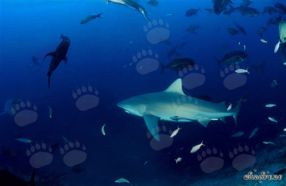 Impresionante tiburón toro nada majestuosamente en el mar abierto