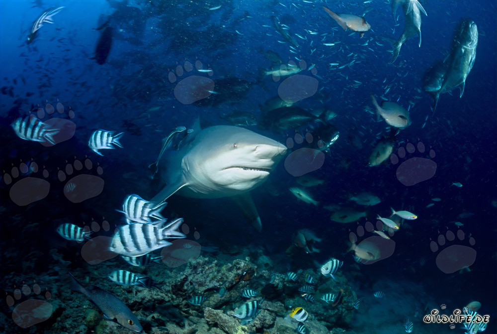 Requin taureau majestueux devant le récif