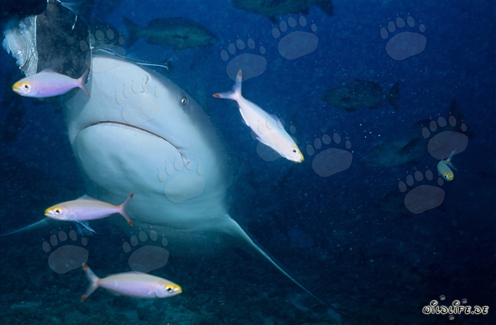 Bull shark swimming with Fusiliers near a coral reef