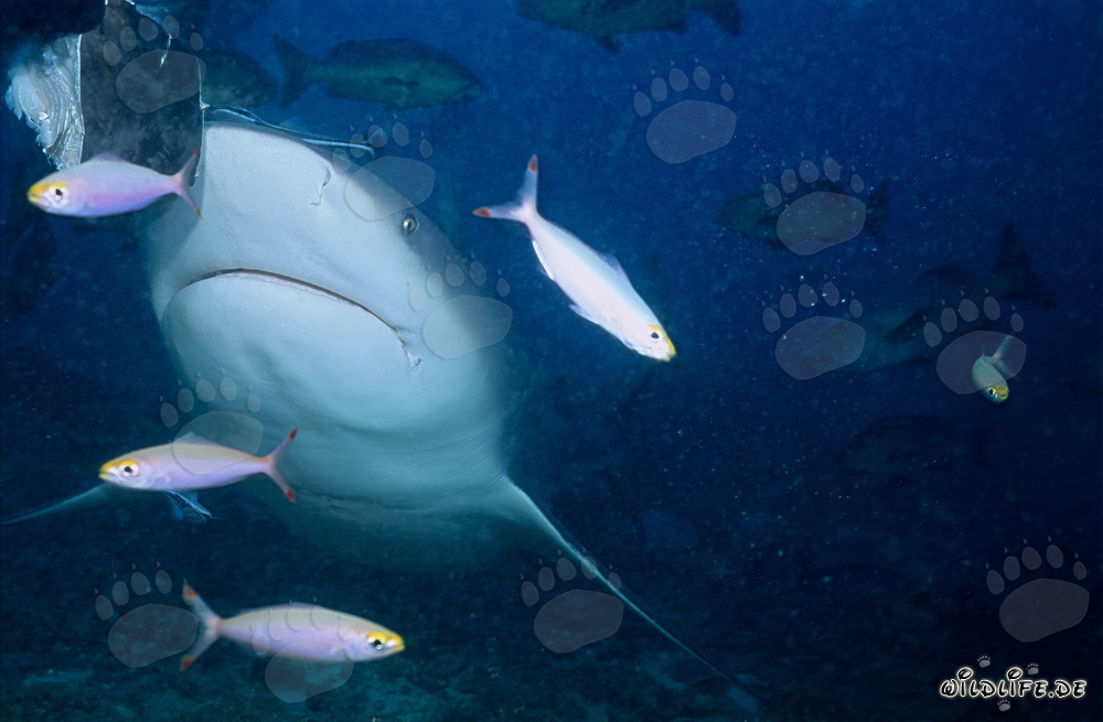 Bullenhai mit Füsilieren vor einem Korallenriff schwimmend