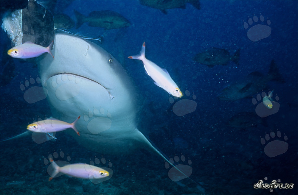 Squalo toro nuotante con fucilieri davanti a una barriera corallina