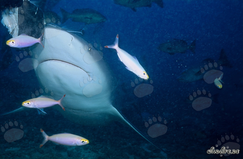Tiburón toro nadando con fusileros frente a un arrecife de coral