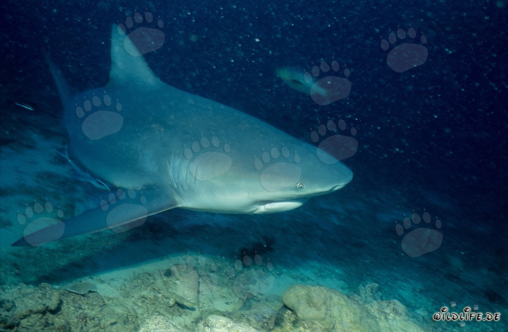 Bull shark roams the reef