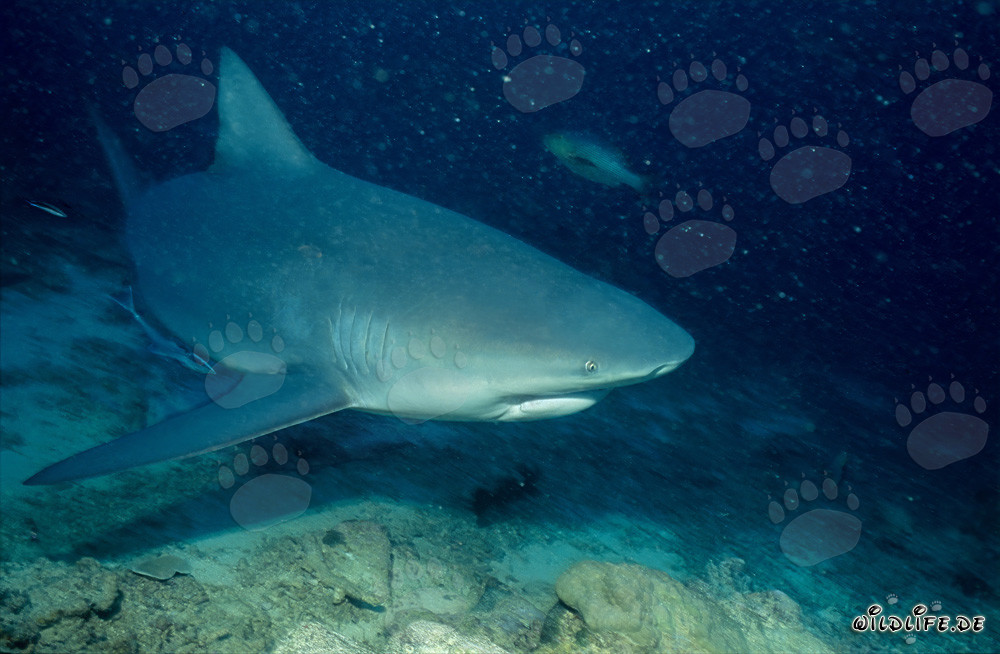 Requin taureau parcourt le récif