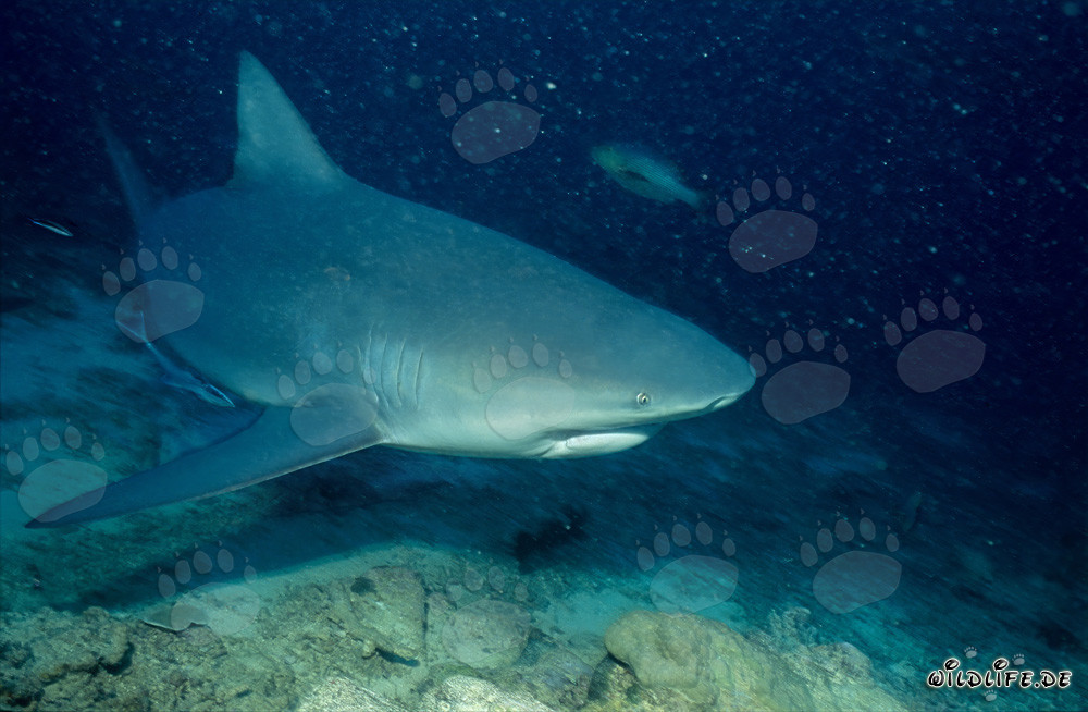 Squalo toro attraversa la barriera corallina