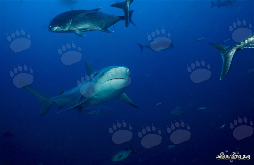 Impressive bull shark surrounded by giant trevallys
