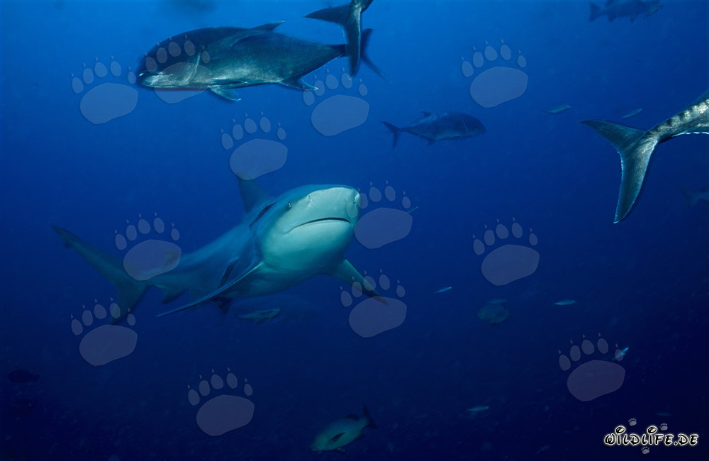 Requin taureau imposant entouré de maquereaux à grosse tête