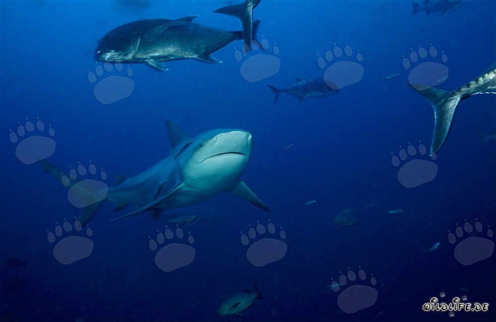 Imponente squalo toro circondato da sgombri testagrossa