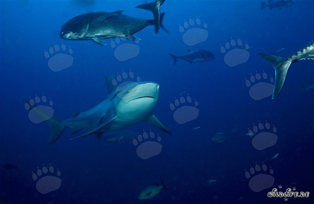 Impresionante tiburón toro rodeado de macarelas cabezonas