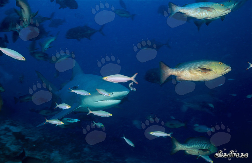 Requin taureau fascinant avec fusilier et vivaneau à double tache
