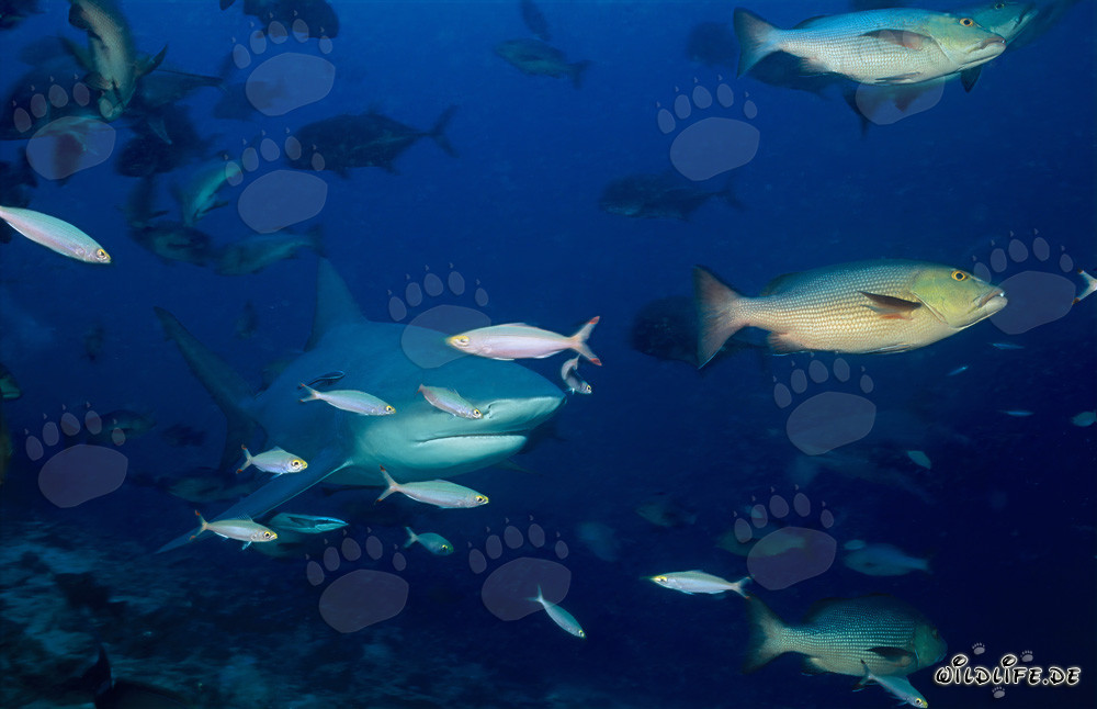 Affascinante squalo toro con fucilieri e cernia a doppia macchia