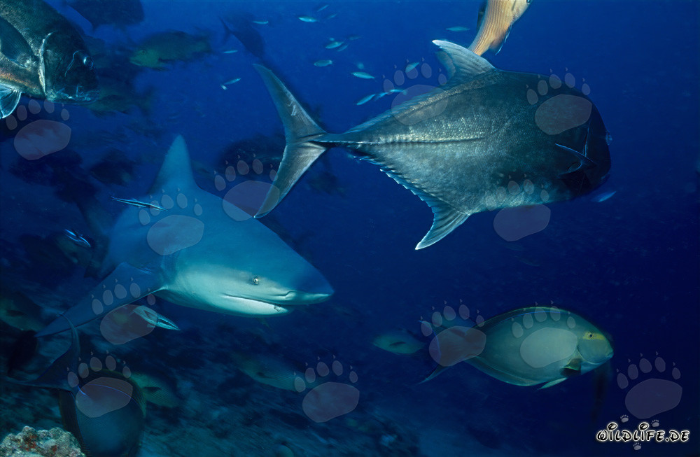 Faszinierender Bullenhai mit Dickkopf-Makrele und Doktorfisch