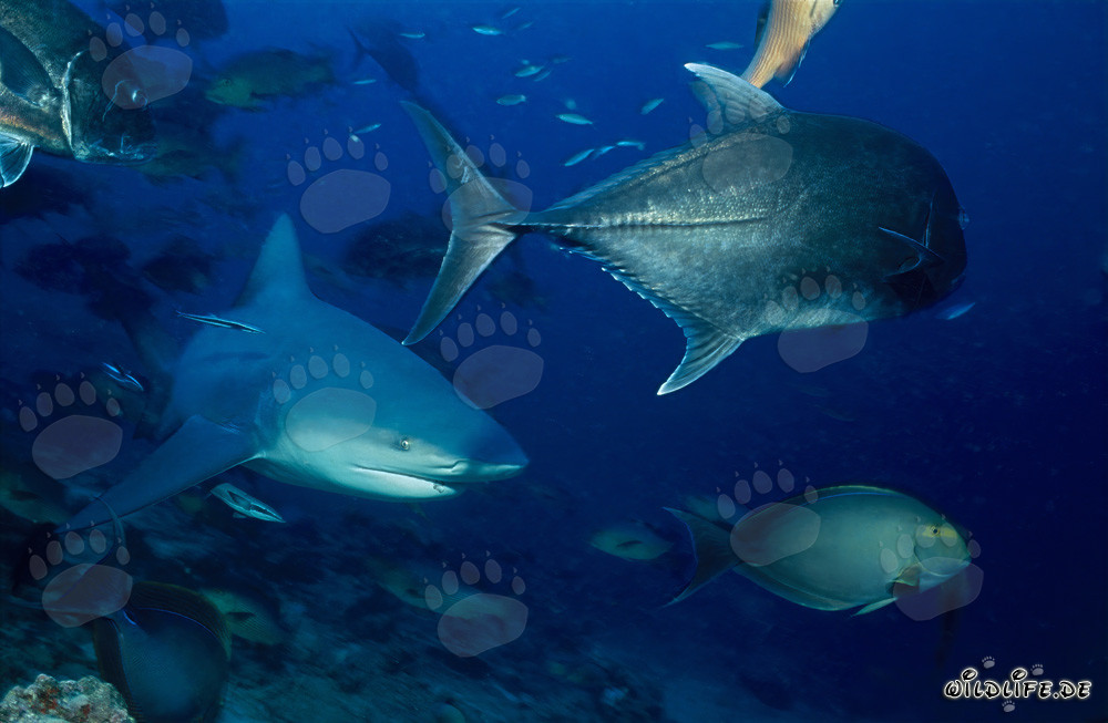 Requin-bouledogue fascinant avec maquereau-tête-de-bœuf et poisson-chirurgien