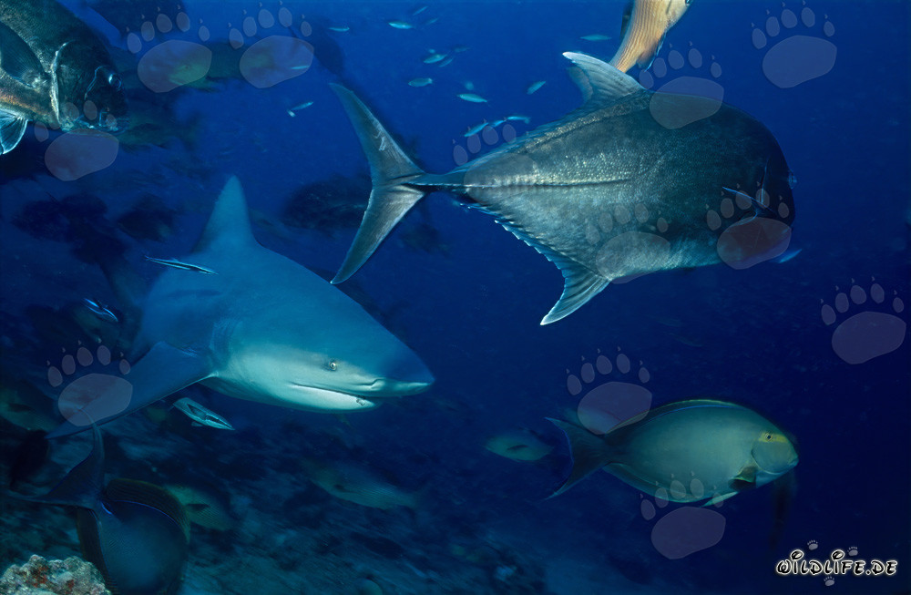 Squalo toro affascinante con sgombro testa di bue e pesce chirurgo