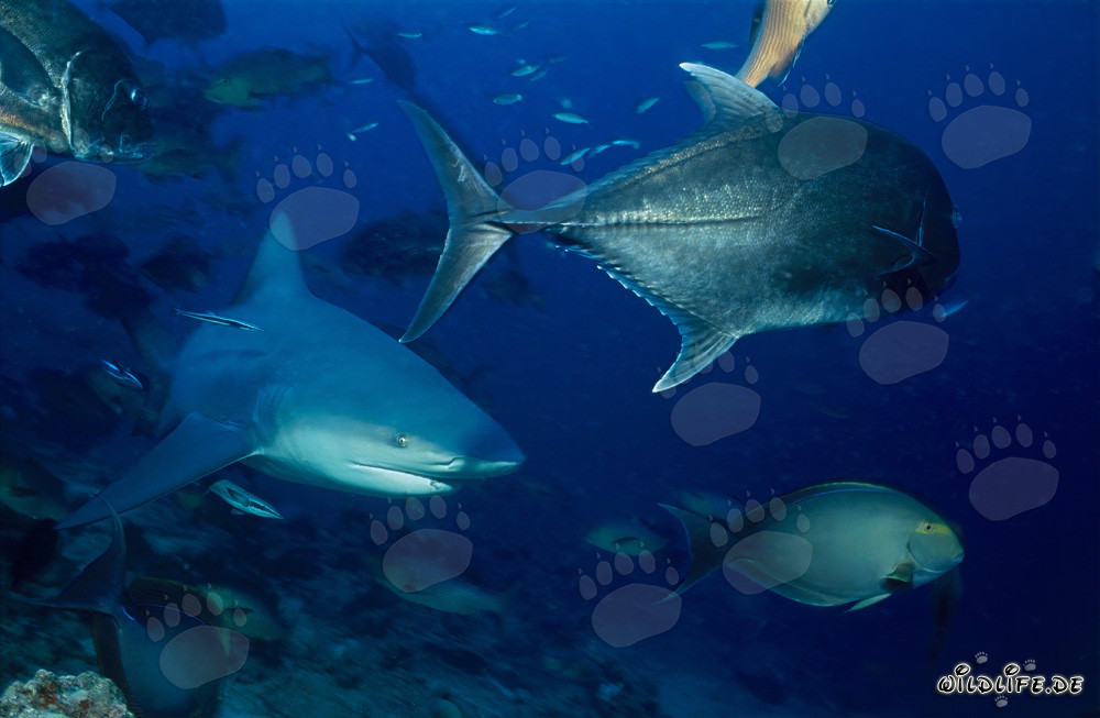 Tiburón toro fascinante con caballa de cabeza gorda y pez cirujano