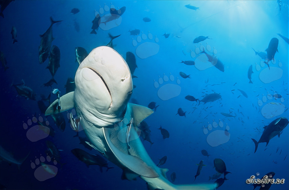 Majestic Bull Shark in Beqa Lagoon, Fiji