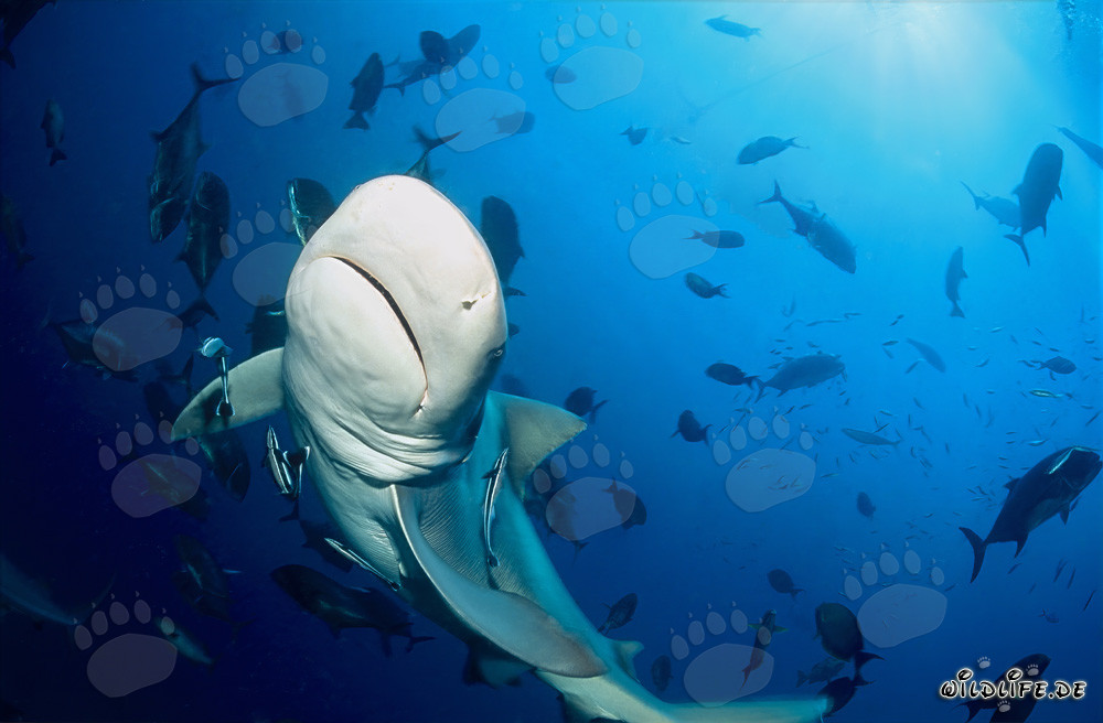 Requin taureau majestueux dans le lagon de Beqa, Fidji
