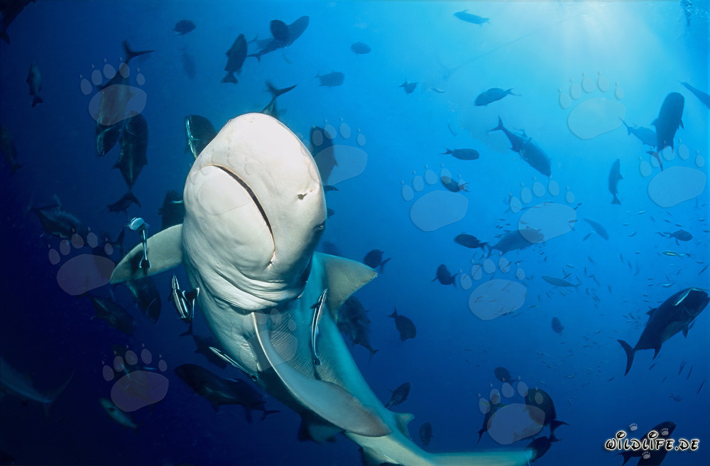 Tiburón toro majestuoso en el lago de Beqa, Fiji
