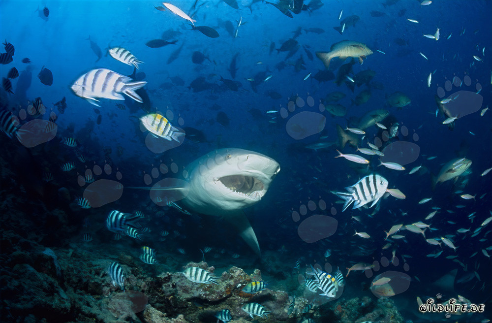 Bull Shark - Menacing Sea Creature with Open Mouth