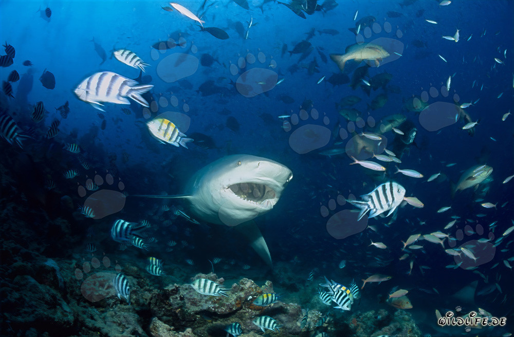 Requin taureau - redoutable habitant des mers avec la gueule ouverte