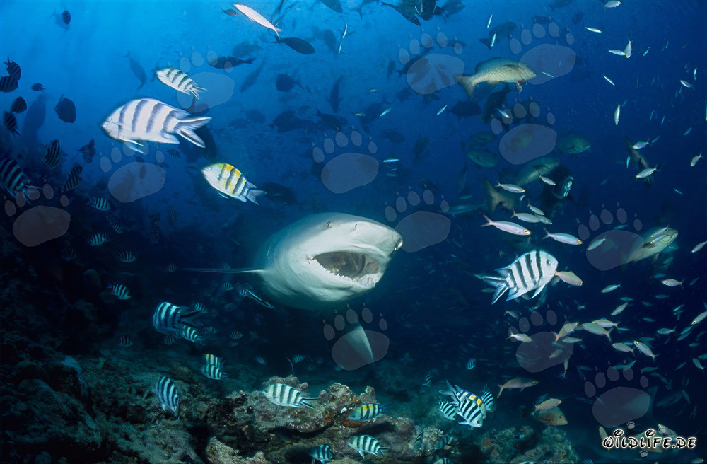 Tiburón toro - Temible habitante de los mares con la boca abierta