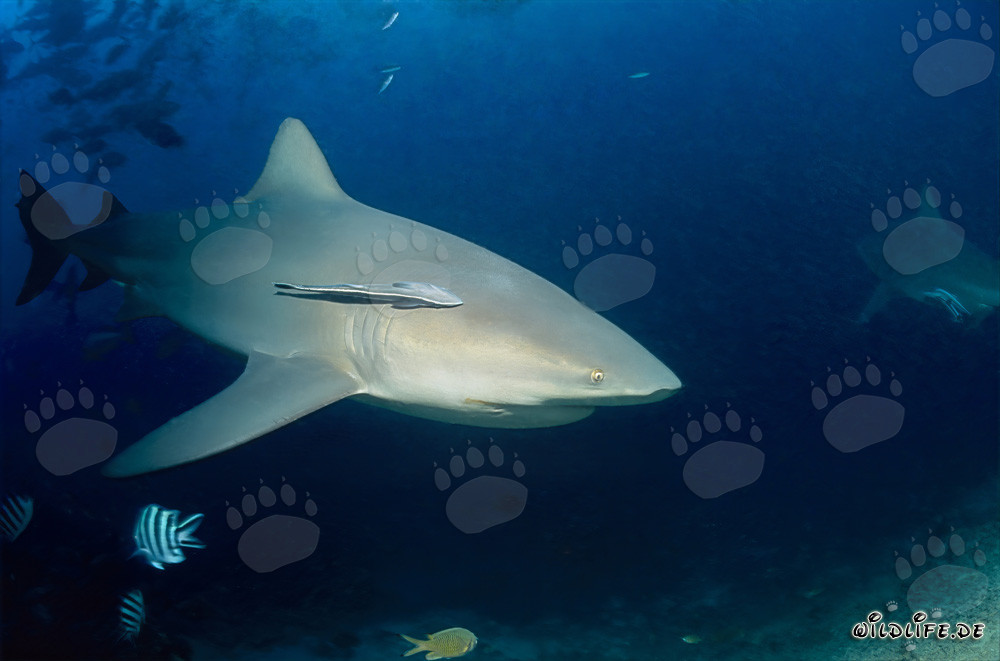Fascinating Bull Shark at Shark Reef off Fiji