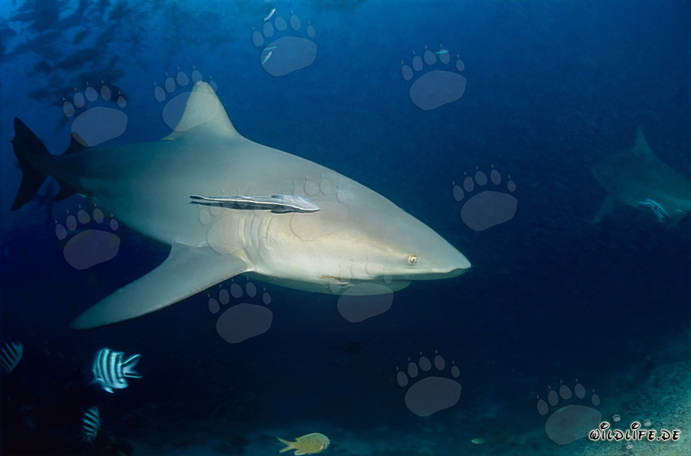 Requin taureau fascinant au Shark Reef de Fidji
