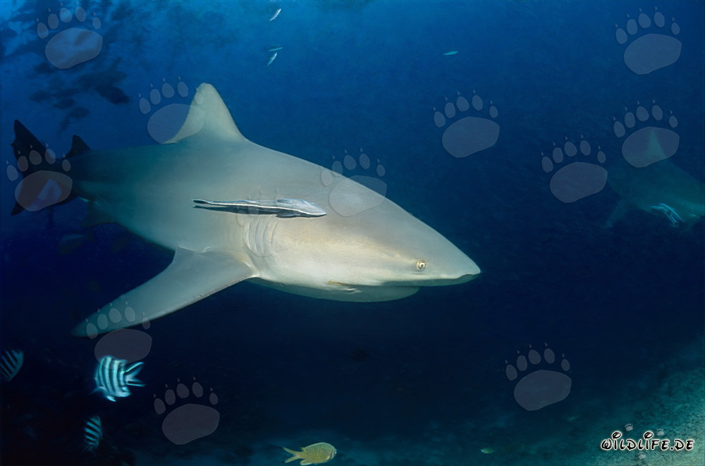 Affascinante squalo toro allo Shark Reef di Fiji