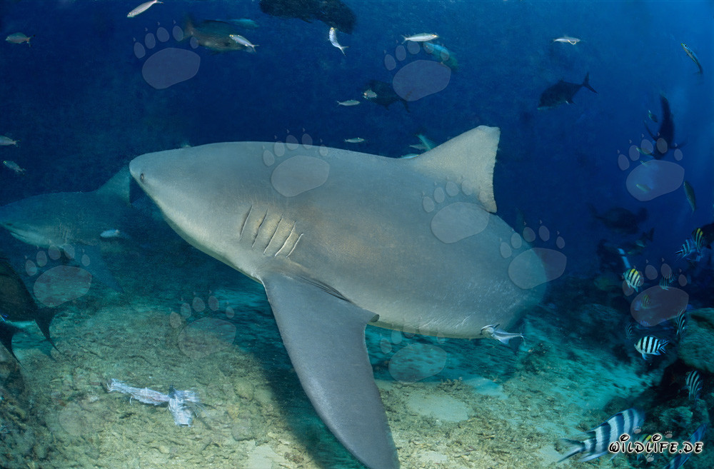 Impressive Encounter: The Majestic Bull Shark Changes Its Direction