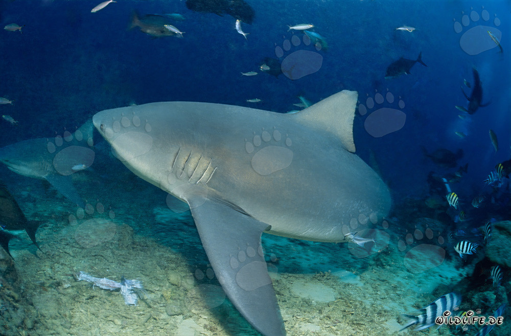 Rencontre impressionnante : le majestueux requin taureau change de direction