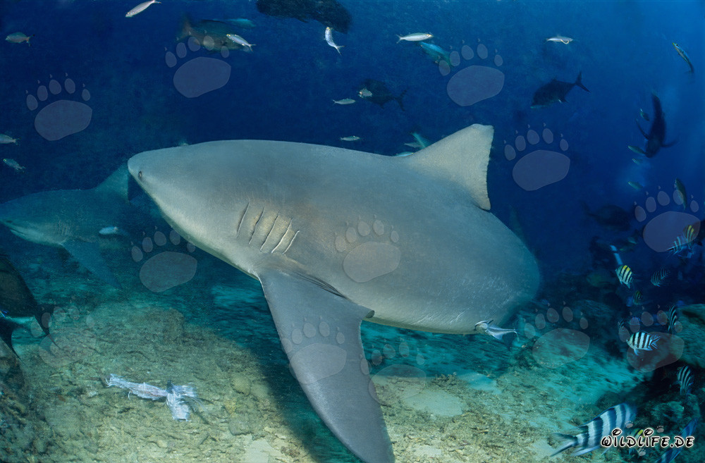 Encuentro imponente: el majestuoso tiburón toro cambia de dirección