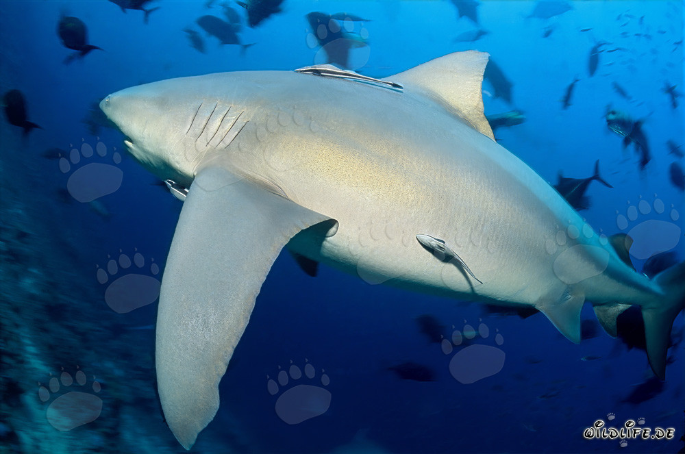 Impressive Bull Shark at the Shark Reef off Vitu Levu