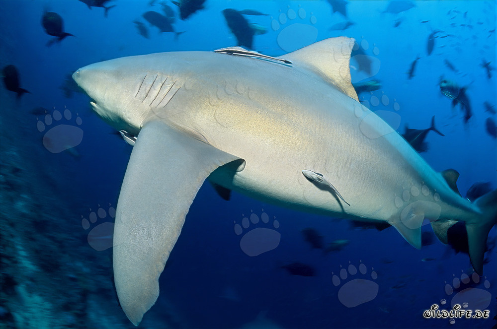 Imposanter Bullenhai am Shark Reef vor Vitu Levu