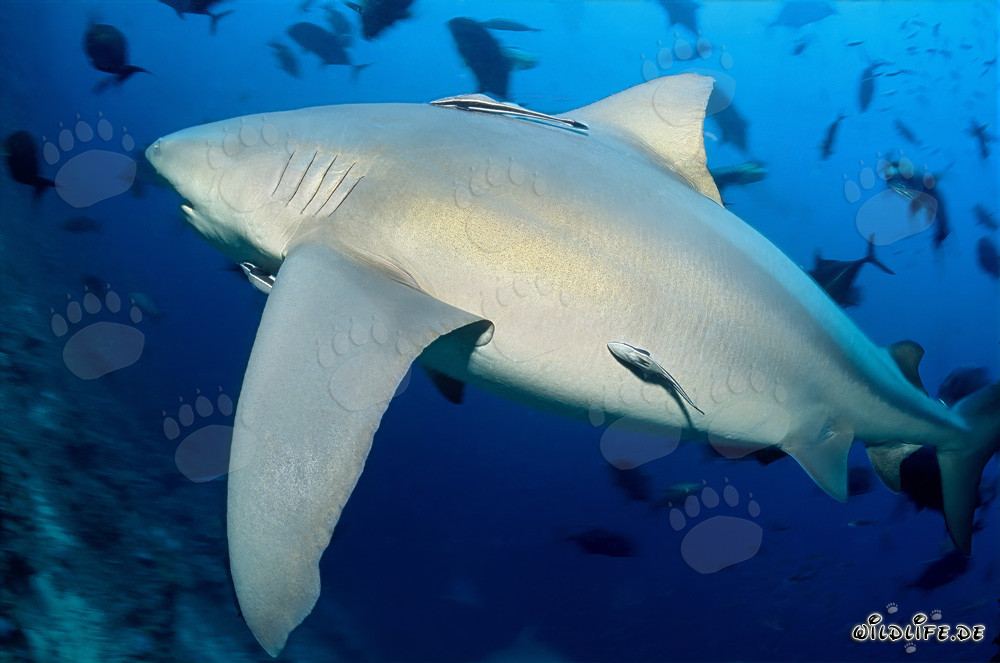 Impressionnant requin taureau au Shark Reef de Vitu Levu