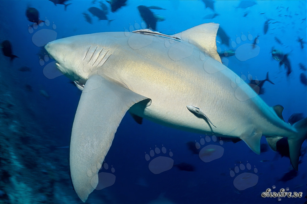 Impressionante squalo toro allo Shark Reef di Vitu Levu