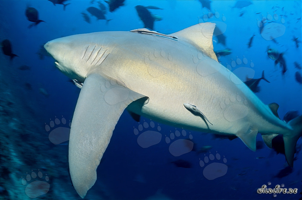 Impresionante tiburón toro en Shark Reef frente a Vitu Levu