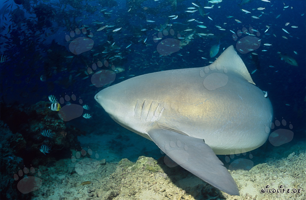 Fascinating Bull Shark in Beqa Lagoon