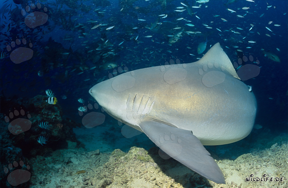 Requin taureau fascinant dans le lagon de Beqa