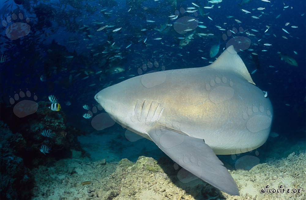 Fascinante tiburón toro en el lago Beqa