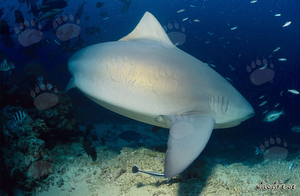 Bull Shark - Majestic Sea Creature on the Hunt for Prey